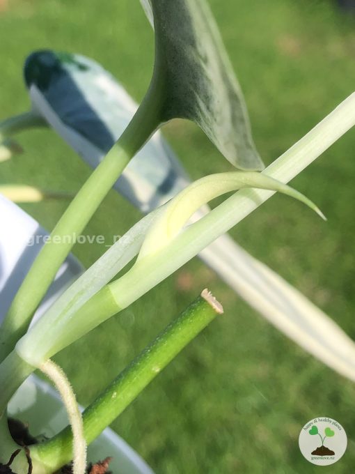 Rare Scindapsus Mariposa