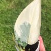 Rare Scindapsus Mariposa