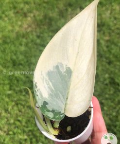Rare Scindapsus Mariposa