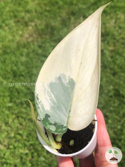 Rare Scindapsus Mariposa
