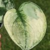 Rare Scindapsus Mariposa