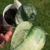Rare Scindapsus Mariposa