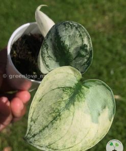 Rare Scindapsus Mariposa