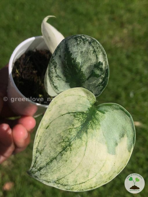 Rare Scindapsus Mariposa