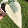 Rare Scindapsus Mariposa