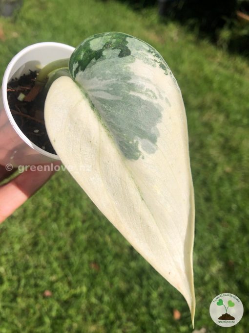 Rare Scindapsus Mariposa