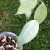 Hoya coriacea 'Silver'