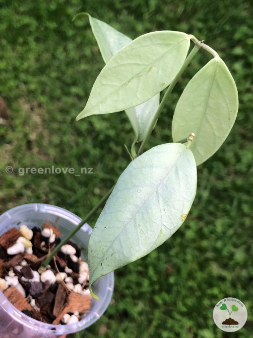 Hoya coriacea 'Silver'