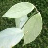 Hoya coriacea 'Silver'