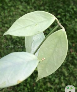 Hoya coriacea 'Silver'