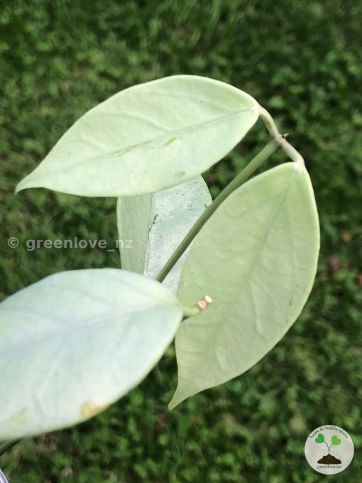 Hoya coriacea 'Silver'