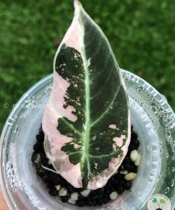 Alocasia Black Velvet Pink Variegated
