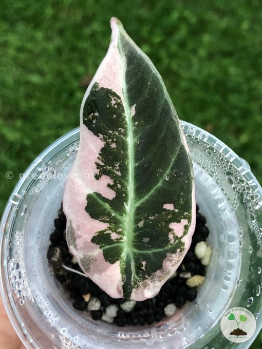 Alocasia Black Velvet Pink Variegated