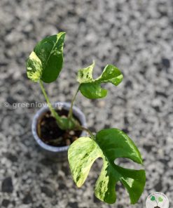 Variegated Minima