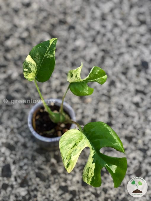 Variegated Minima
