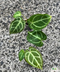 Anthurium Crystallinum X Forgetii