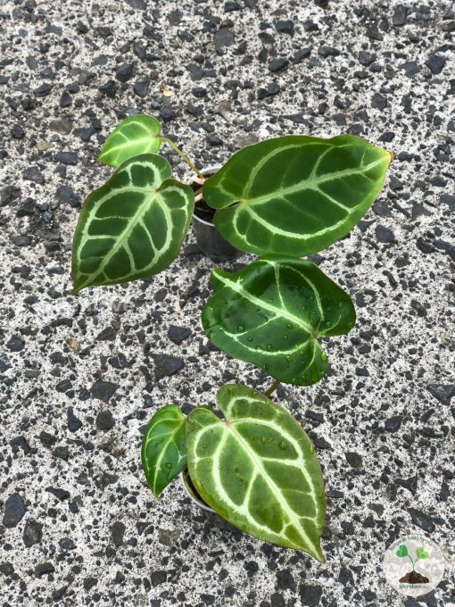 Anthurium Crystallinum X Forgetii