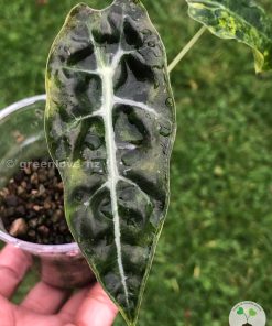 Alocasia Sanderiana Aurea
