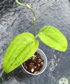 Scindapsus Green Army (Round form)