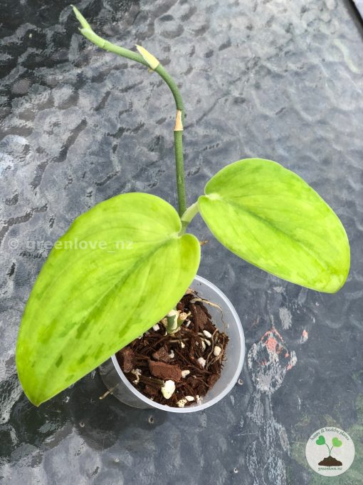 Scindapsus Green Army (Round form)