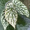 Begonia Juanita Jewel