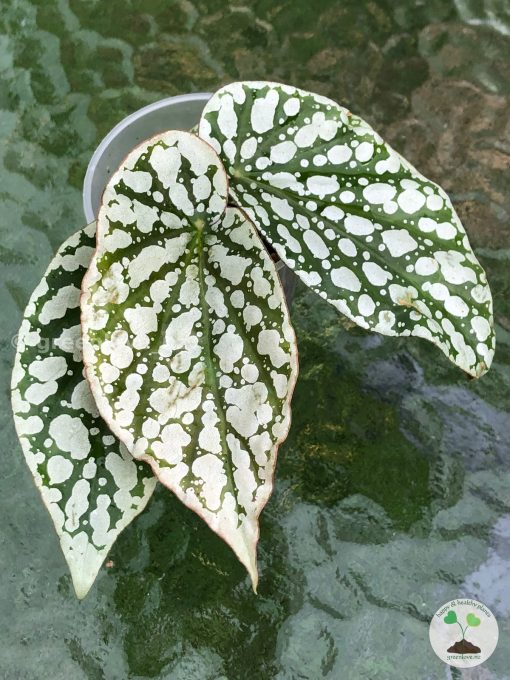 Begonia Juanita Jewel