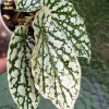 Begonia Juanita Jewel