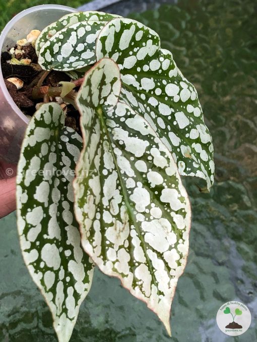 Begonia Juanita Jewel