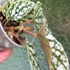 Begonia Juanita Jewel @greenlove_nz