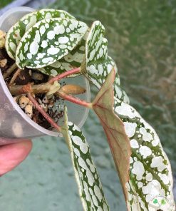 Begonia Juanita Jewel @greenlove_nz
