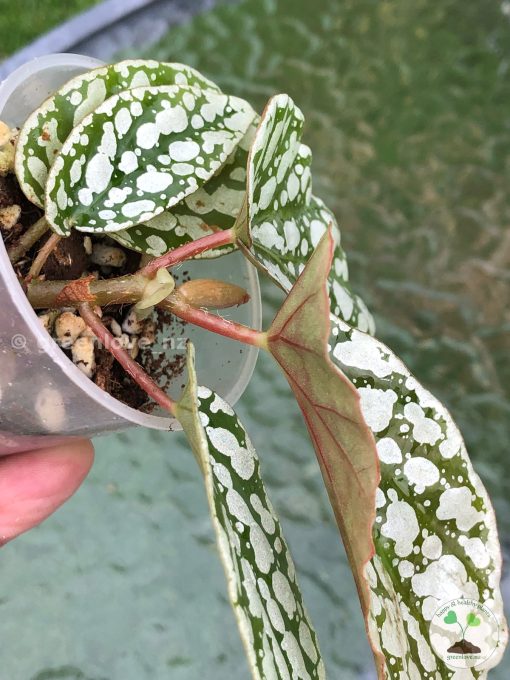 Begonia Juanita Jewel @greenlove_nz