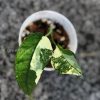 Variegated Chiapense with beautiful variegation. Click to see full details