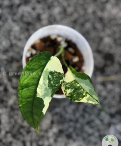 Variegated Chiapense with beautiful variegation. Click to see full details