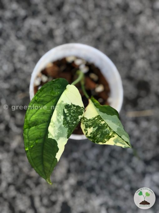 Variegated Chiapense with beautiful variegation. Click to see full details