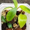 Homalomena Rubescens Variegated