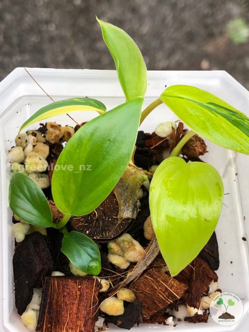 Homalomena Rubescens Variegated