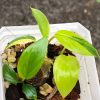 Homalomena Rubescens Variegated