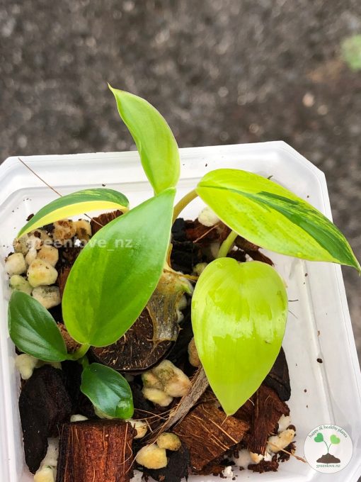 Homalomena Rubescens Variegated