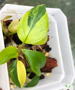 Homalomena Rubescens Variegated