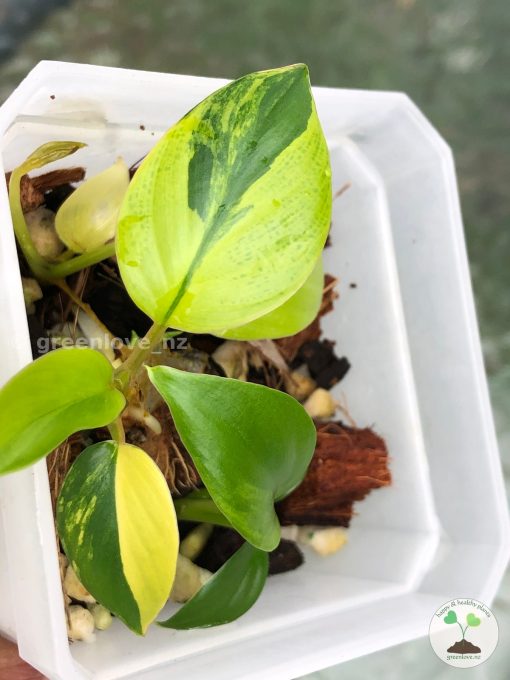 Homalomena Rubescens Variegated