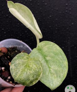 Rare Scindapsus Pangrango