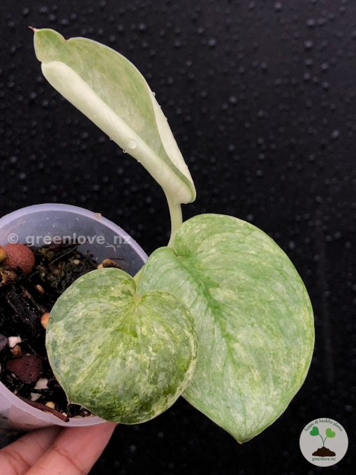 Rare Scindapsus Pangrango