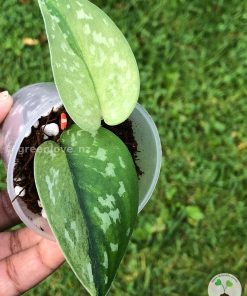 Rare Scindapsus Majika