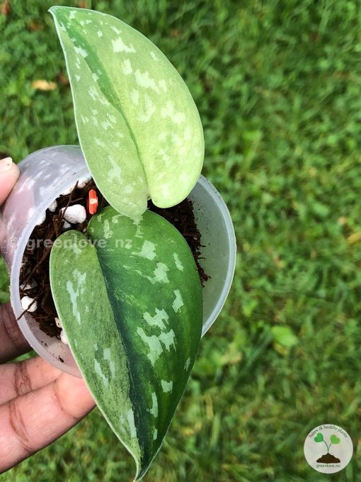 Rare Scindapsus Majika