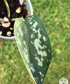 Rare Scindapsus Majika