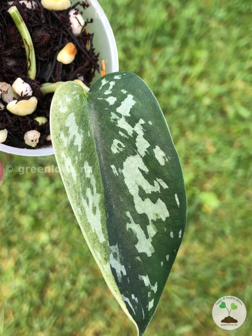 Rare Scindapsus Majika