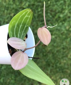 Dischidia ovata