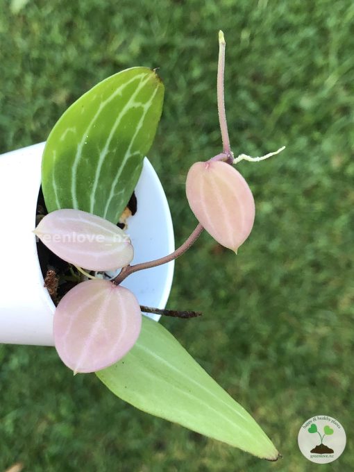 Dischidia ovata