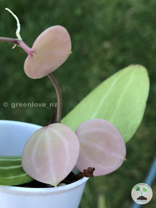 Dischidia ovata