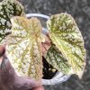 Begonia Snow Capped Variegated - A